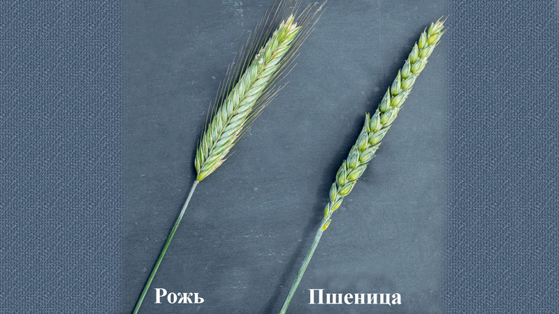 Similarities and differences between wheat and rye in appearance, composition and application