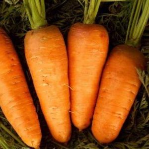 Growing carrots in the middle lane: an overview of the best varieties
