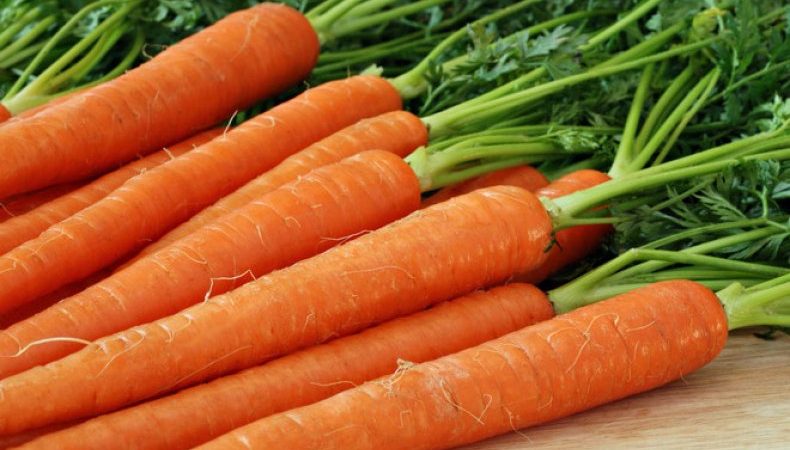 Growing carrots in the middle lane: an overview of the best varieties