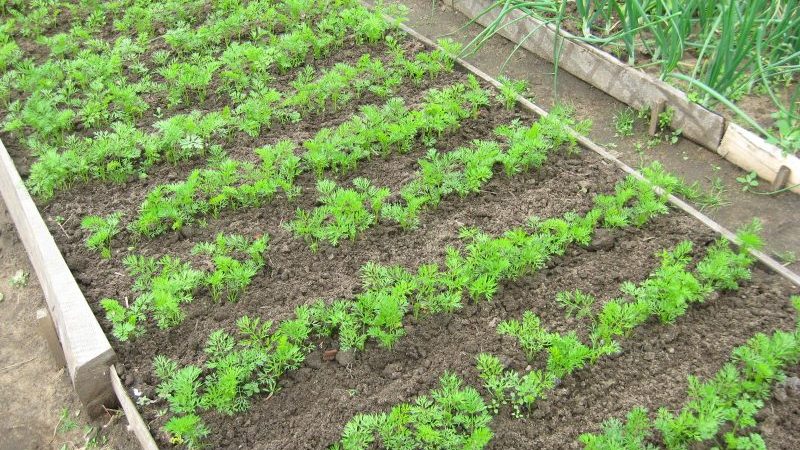 Growing carrots in the middle lane: an overview of the best varieties