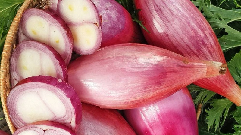 Growing and caring for shallots, harvest photos and secrets of agricultural technology