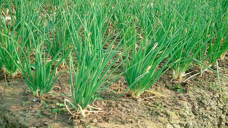Growing and caring for shallots, harvest photos and secrets of agricultural technology