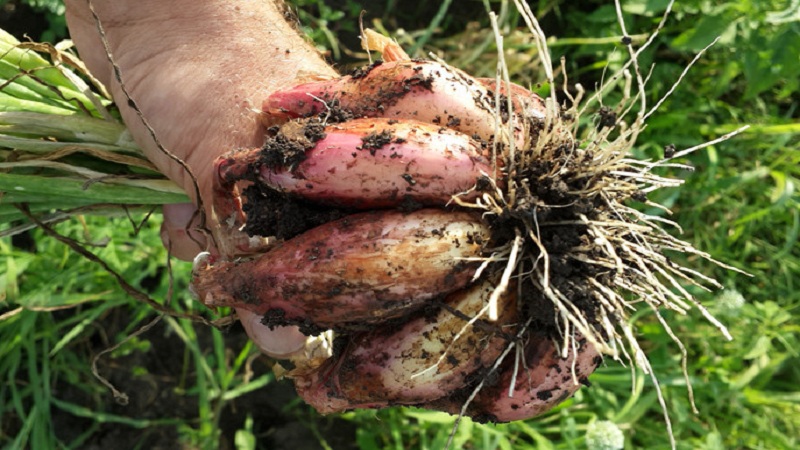 Growing and caring for shallots, harvest photos and secrets of agricultural technology