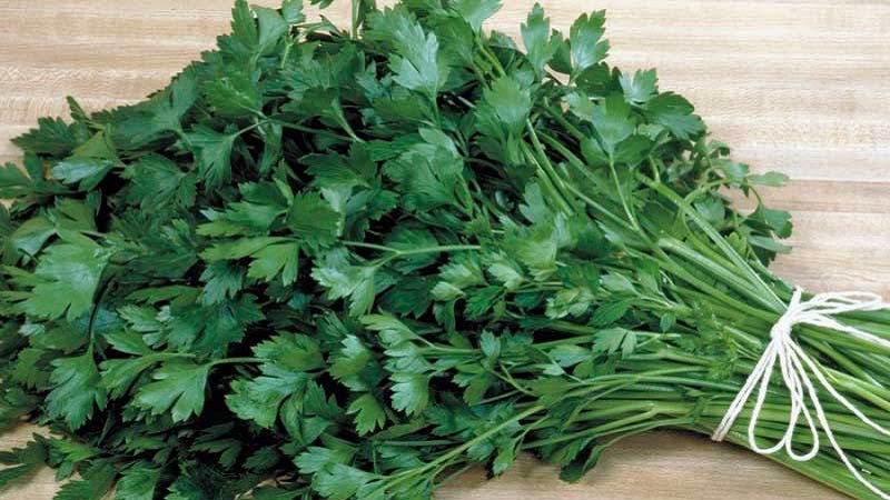Is it possible to store parsley in the freezer: how to freeze it correctly for the winter