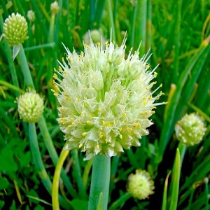 How to properly grow batun onions: planting and care in the open field