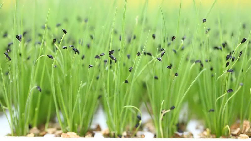 How to properly grow batun onions: planting and care in the open field