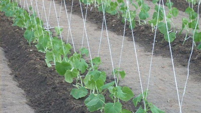 Step-by-step instructions for novice summer residents: how to tie cucumbers correctly, the best ways
