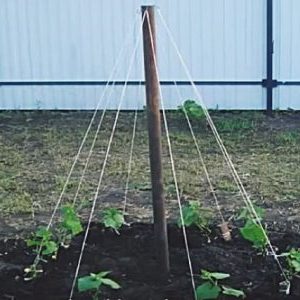 Step-by-step instructions for novice summer residents: how to tie cucumbers correctly, the best ways