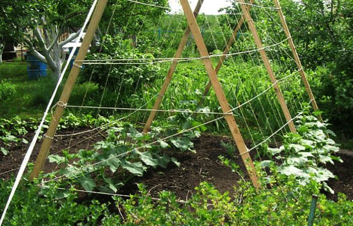 Step-by-step instructions for novice summer residents: how to tie cucumbers correctly, the best ways