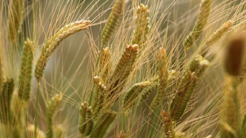 What is spelled wheat and what is good about this cereal