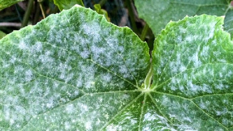 7 main causes of white plaque on cucumbers and leaves