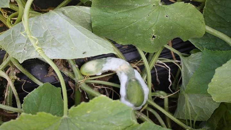 7 main causes of white plaque on cucumbers and leaves