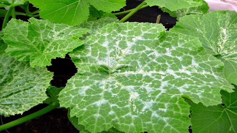 7 main causes of white plaque on cucumbers and leaves