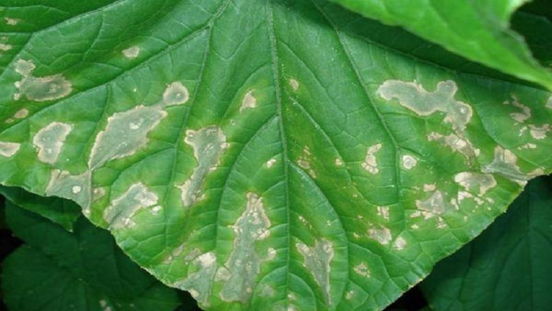 7 main causes of white plaque on cucumbers and leaves