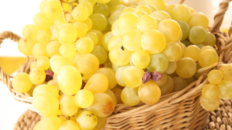 Cooking amazing sauerkraut with grapes according to the best recipes