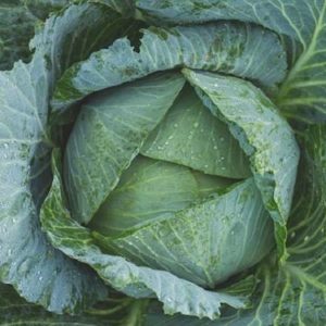 How to make green cabbage leaves for the winter
