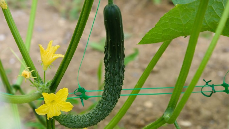 The best varieties of Chinese cucumbers: description and photo
