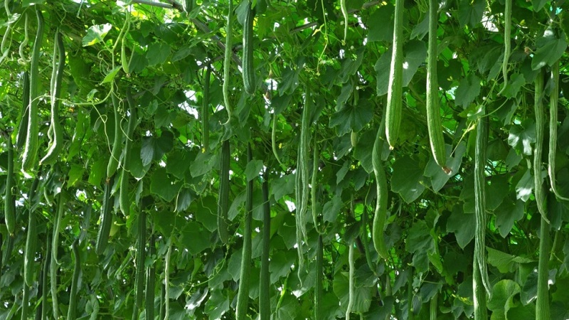 The best varieties of Chinese cucumbers: description and photo