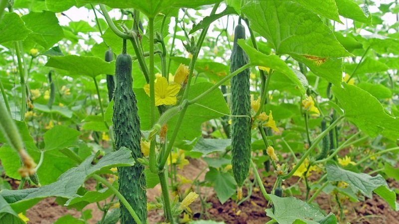 The best varieties of Chinese cucumbers: description and photo
