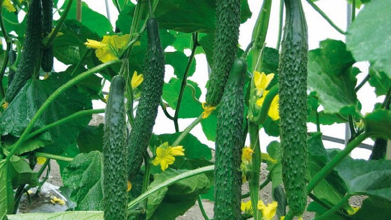 The best varieties of Chinese cucumbers: description and photo