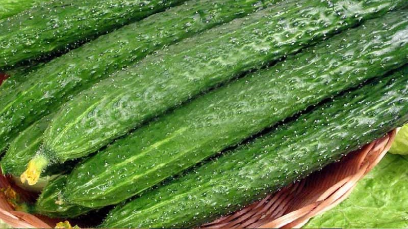 The best varieties of Chinese cucumbers: description and photo