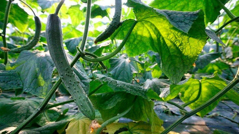 The best varieties of Chinese cucumbers: description and photo