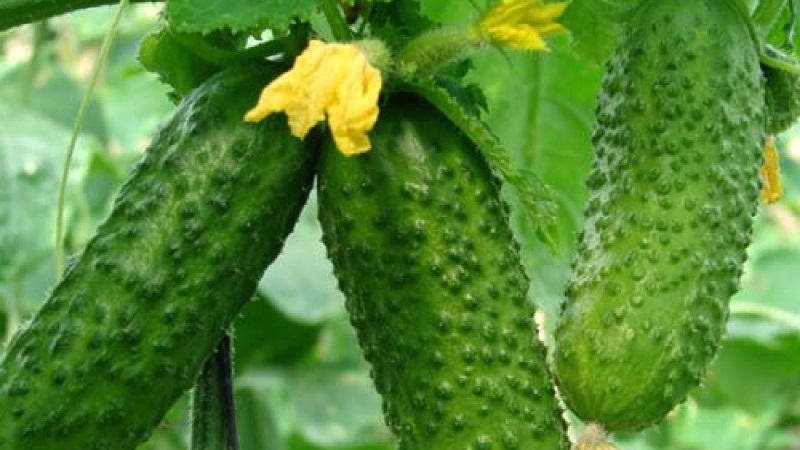 The best varieties of Chinese cucumbers: description and photo