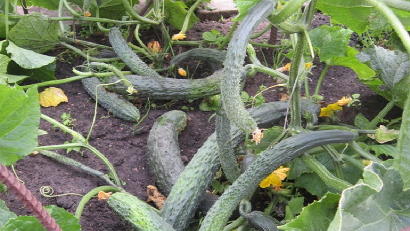 The best varieties of Chinese cucumbers: description and photo