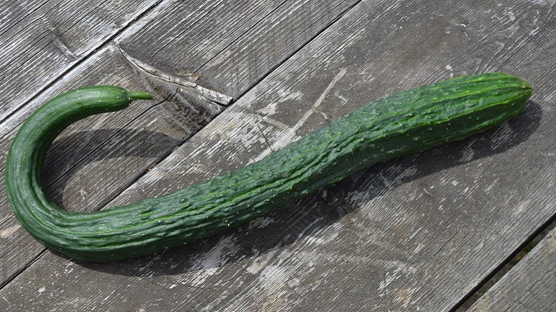 The best varieties of Chinese cucumbers: description and photo