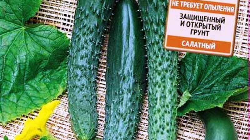 The best varieties of Chinese cucumbers: description and photo