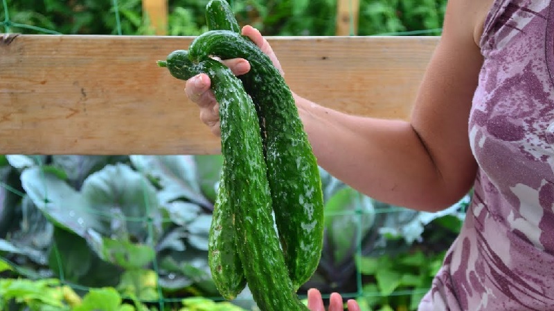 The best varieties of Chinese cucumbers: description and photo