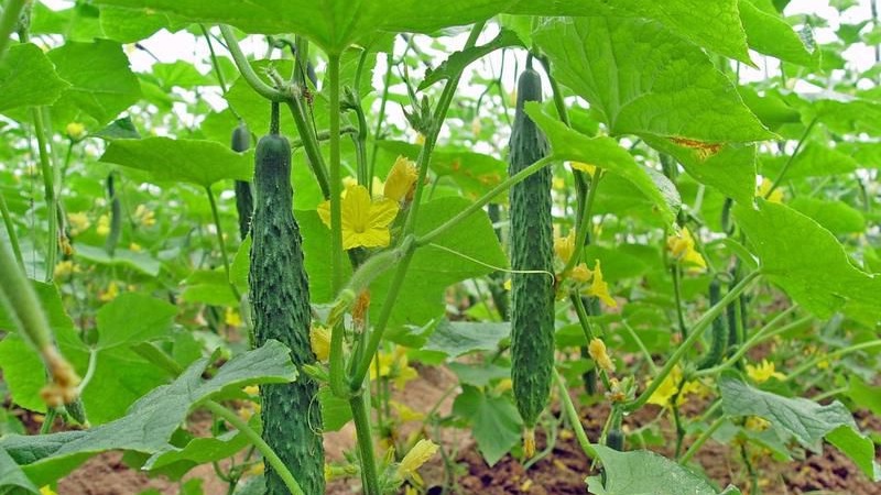 The best varieties of Chinese cucumbers: description and photo