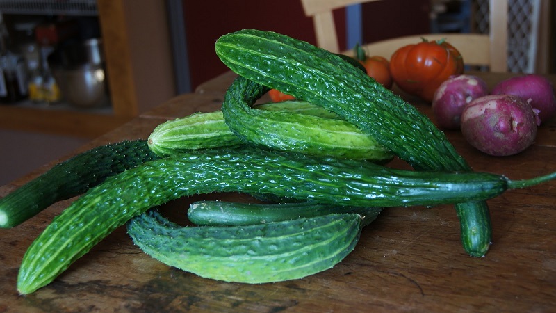 The best varieties of Chinese cucumbers: description and photo