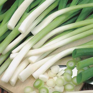 How to get a rich harvest of batun onions: growing and care, photo of a vegetable