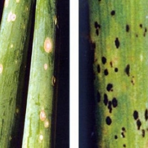 How to get a rich harvest of batun onions: growing and care, photo of a vegetable