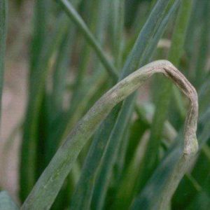 How to get a rich harvest of batun onions: growing and care, photo of a vegetable