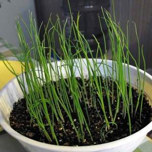 How to get a rich harvest of batun onions: growing and care, photo of a vegetable