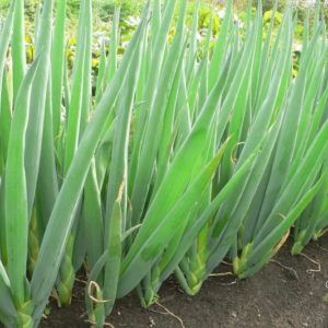 How to get a rich harvest of batun onions: growing and care, photo of a vegetable