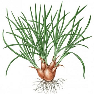 A beginner gardener's guide to growing and caring for family onions