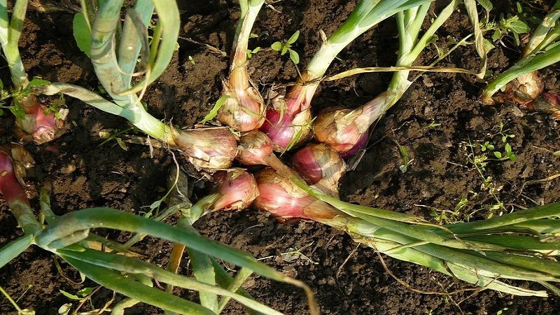 A beginner gardener's guide to growing and caring for family onions