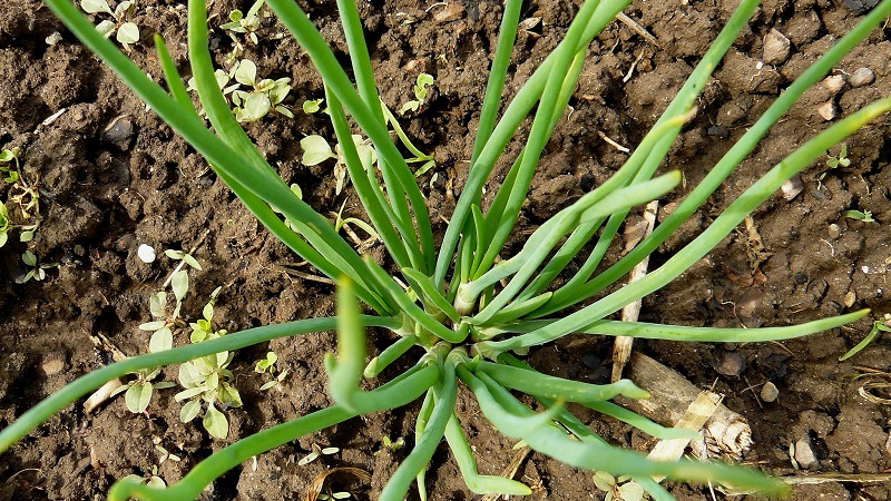 A beginner gardener's guide to growing and caring for family onions