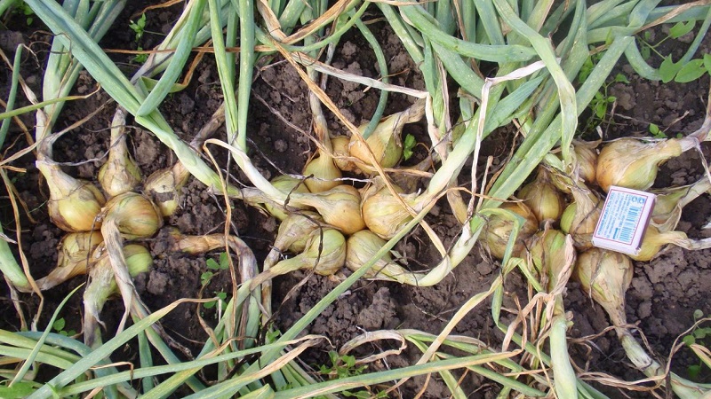 A beginner gardener's guide to growing and caring for family onions