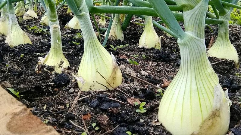 Step-by-step guide to growing Exible onions through seedlings