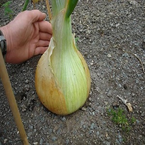 Step-by-step guide to growing Exible onions through seedlings