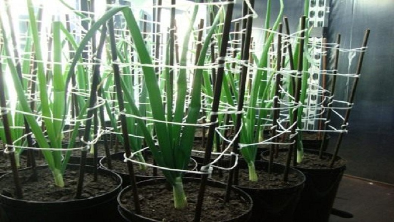 Step-by-step guide to growing Exible onions through seedlings