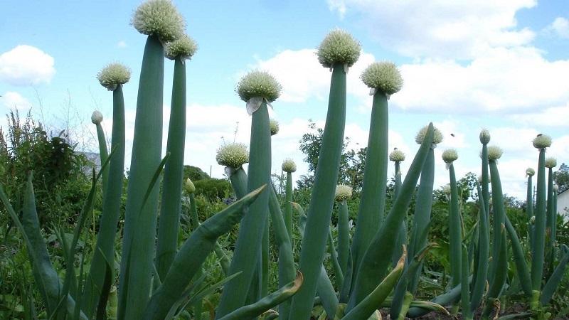 Altai onion Alves: description and cultivation features