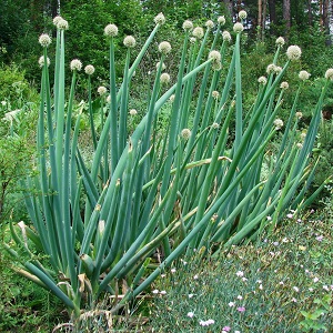 Altai onion Alves: description and cultivation features