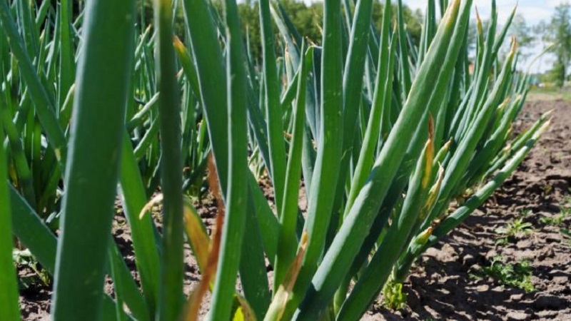 Altai onion Alves: description and cultivation features