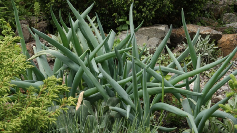 Altai onion Alves: description and cultivation features