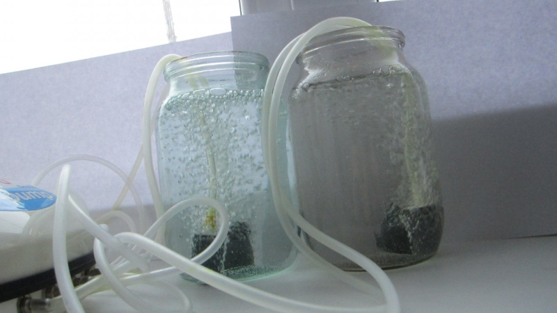 Preparing carrot seeds before planting: what exactly to do and how to process